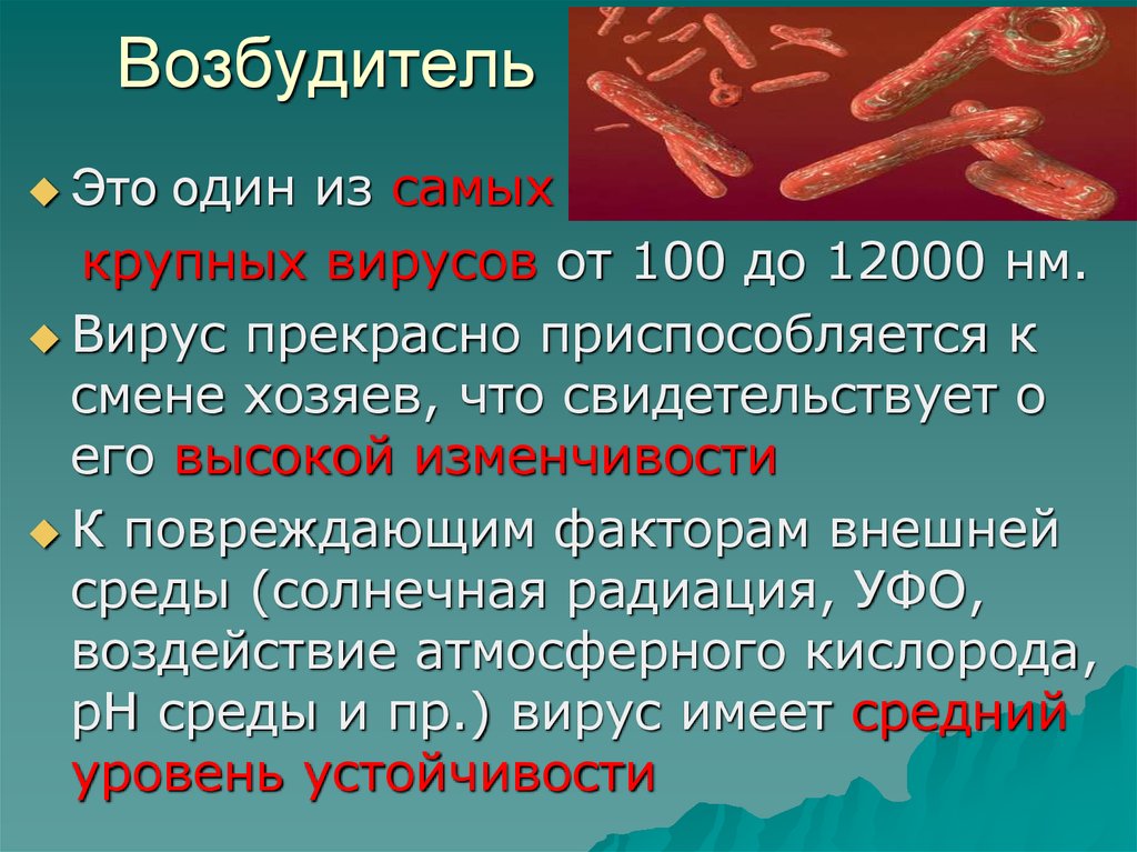 Preview Обычный вирус оказался скрытым возбудителем рака