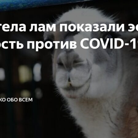 Антитела лам продемонстрировали высокую эффективность против большинства штаммов COVID-19