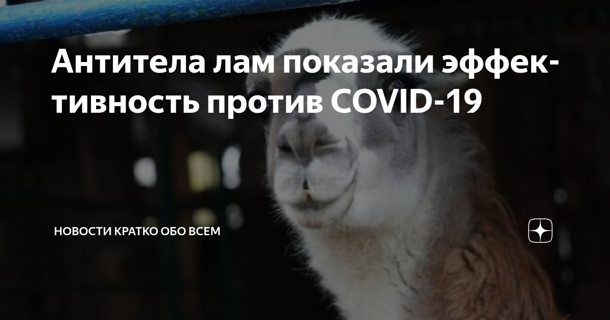 Preview Антитела лам продемонстрировали высокую эффективность против большинства штаммов COVID-19