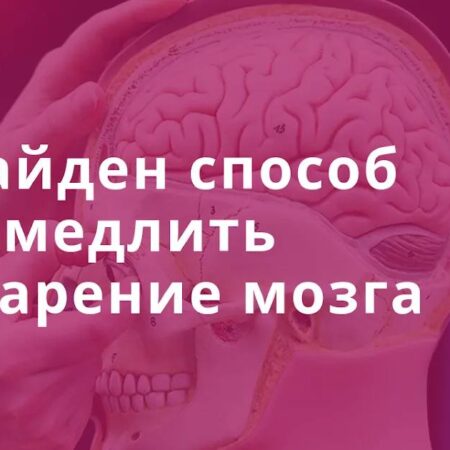 Найден способ замедлить старение мозга