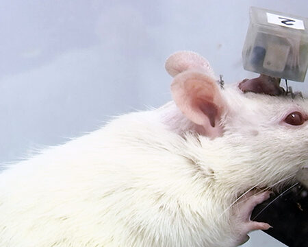 Ученые из Neiry Рассказали, Как Чувствуют Себя Крысы с Вживленным ИИ