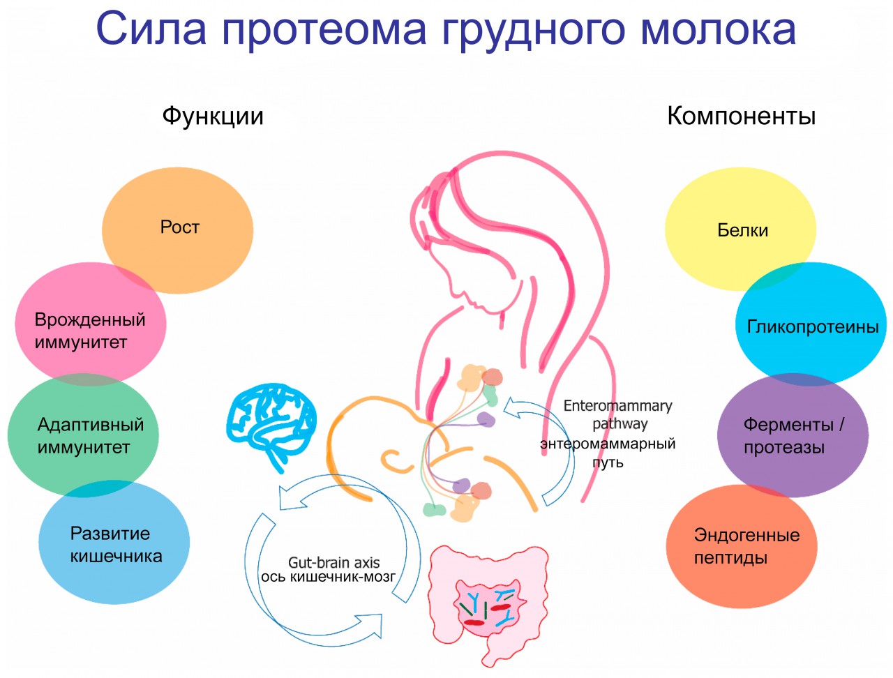 Preview Удивительная роль грудного молока в формировании иммунитета младенцев