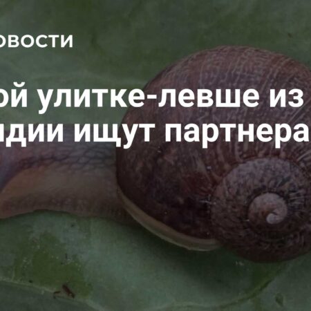 В Новой Зеландии ищут партнера для редкой улитки-левши Неда