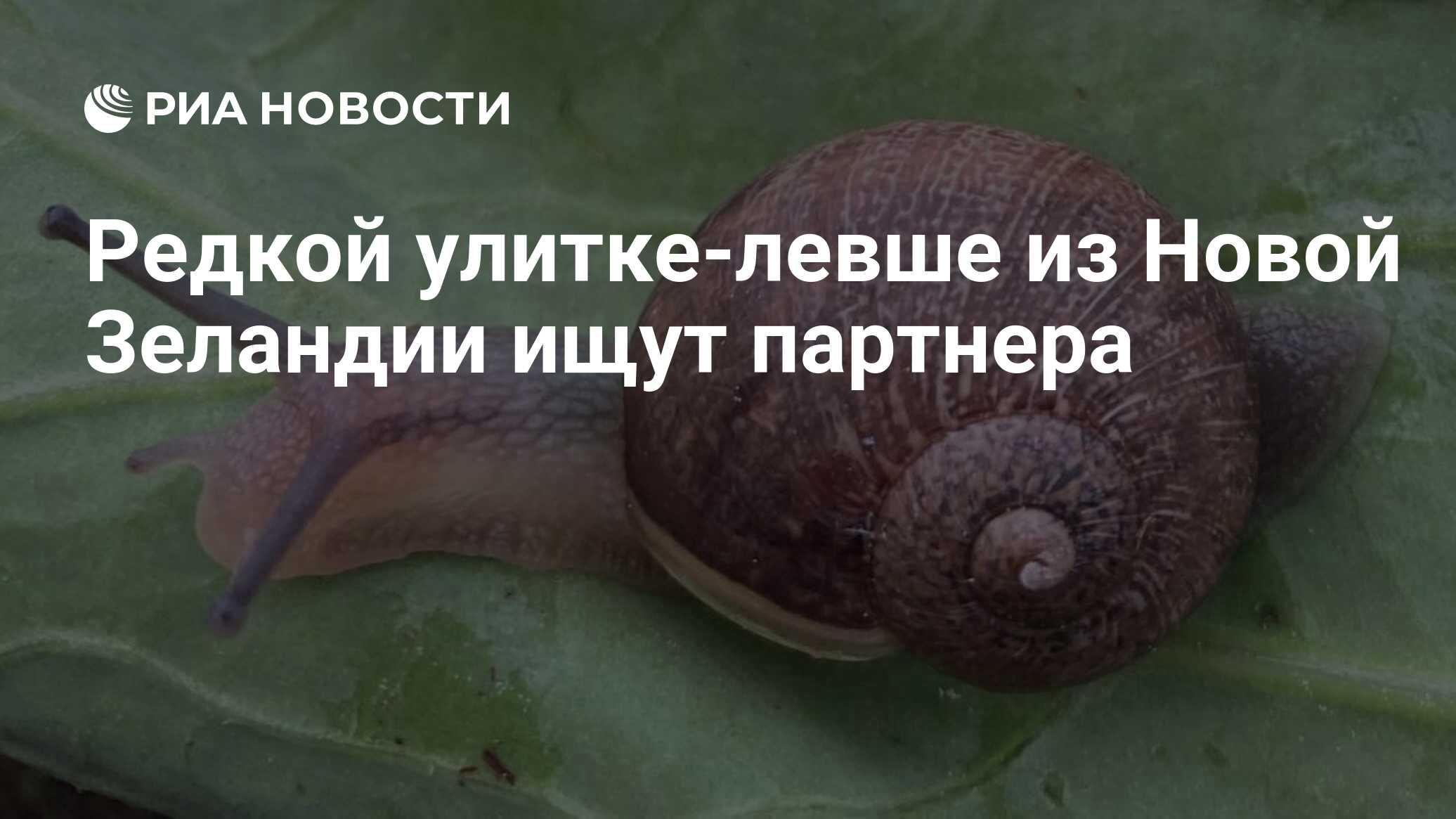 Preview В Новой Зеландии ищут партнера для редкой улитки-левши Неда