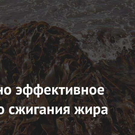 Эффективное средство для борьбы с ожирением: новая форма фукоидана