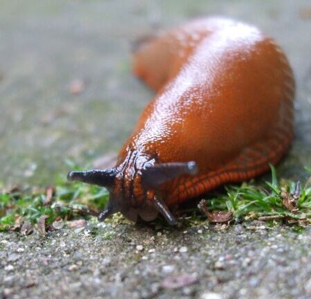 Зоолог Гомыранов: испанские слизни способны на катастрофические набеги