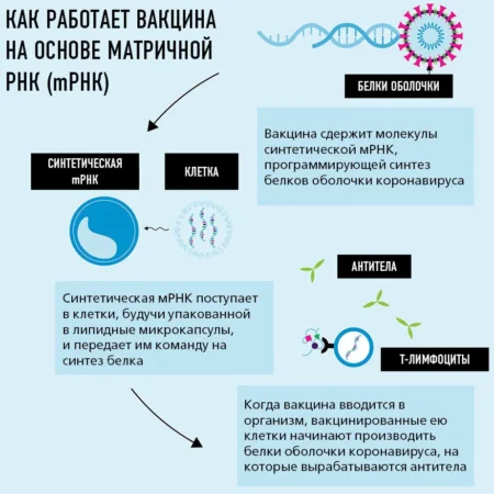 Создание универсальной вакцины от рака: Перспективы мРНК-технологии