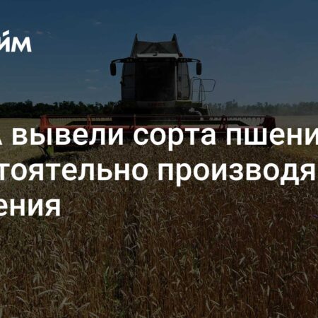 В США создали пшеницу, которая сама себя удобряет