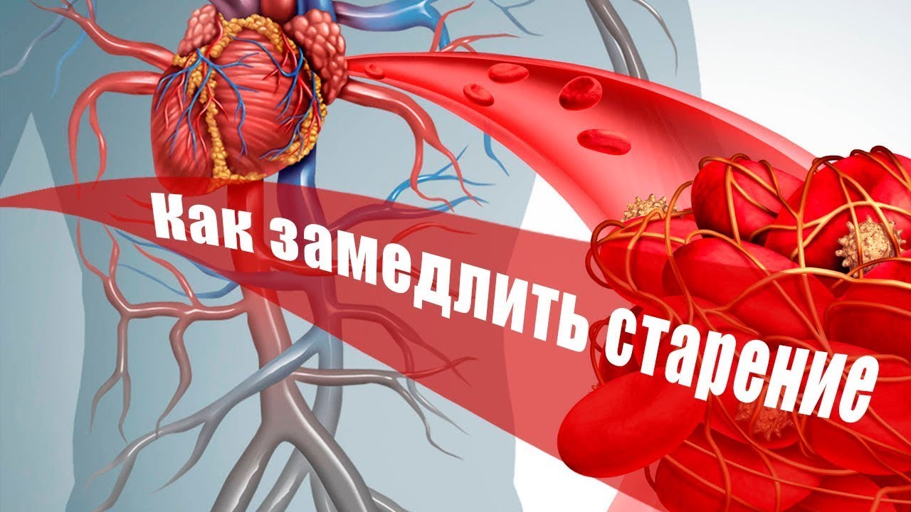 Preview Раскрыт неожиданный фактор старения сердца и сосудов