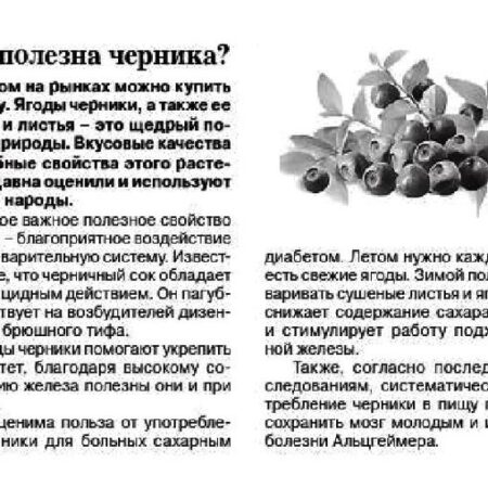 Неожиданная польза черники для иммунитета: Снижение аллергии у младенцев