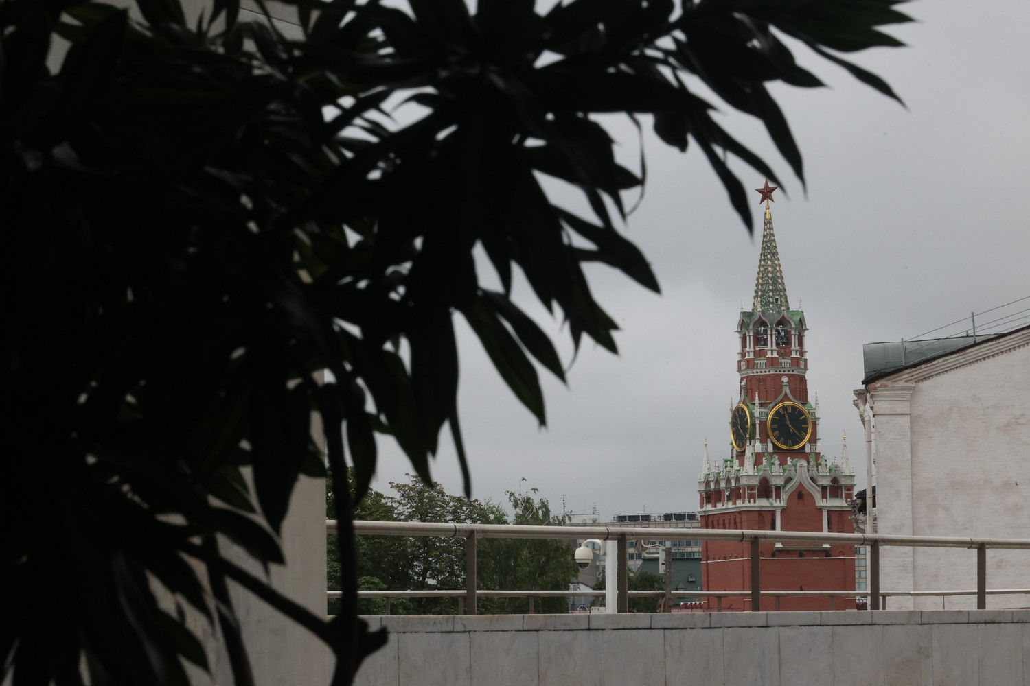 Preview Уникальный Зимний сад в Московском Кремле обновил свою экспозицию: фото
