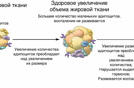 Революционное открытие: Новая стратегия борьбы с ожирением через активацию жировой ткани