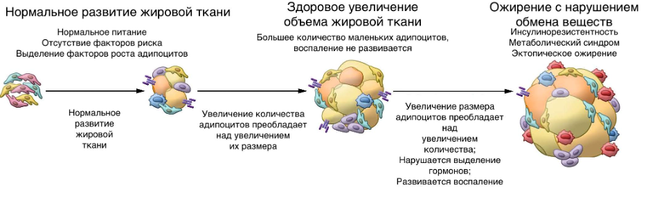 Preview Революционное открытие: Новая стратегия борьбы с ожирением через активацию жировой ткани