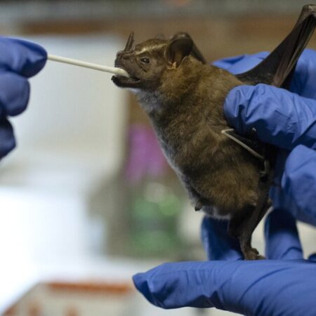 Новый вирус Солт-Галли выявлен у летучих мышей в Австралии