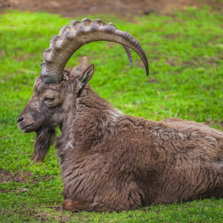Бороды и усы животного мира: Красноярский зоопарк отмечает особый день