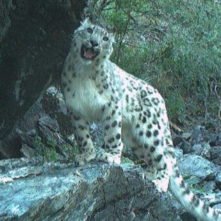 Семья краснокнижных ирбисов попала в объектив фотоловушки в Красноярском крае