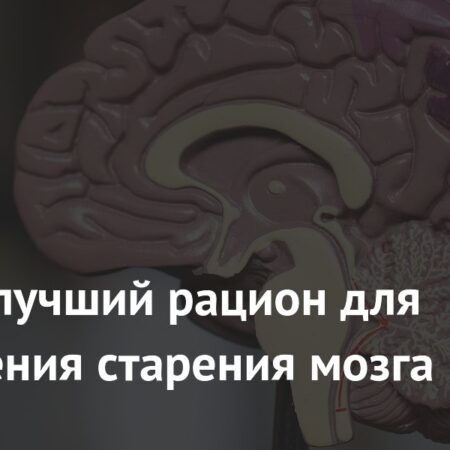 Назван лучший рацион для замедления старения мозга
