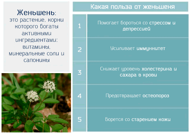 Preview Женьшень: Удивительные противораковые свойства и польза для здоровья