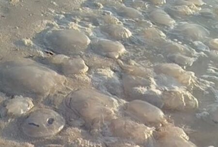 Массовое нашествие медуз: побережье Азовского моря столкнулось с «желейной» проблемой