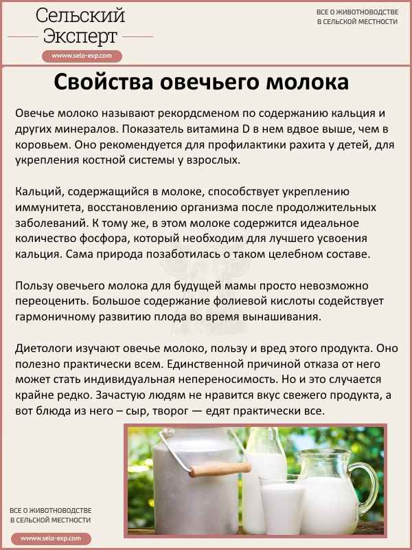 Preview Овечье молоко: Уникальный состав и целебные свойства