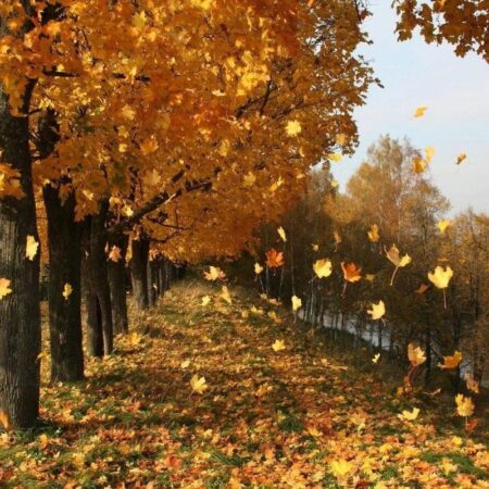 Золотой листопад: Москва в осенних красках