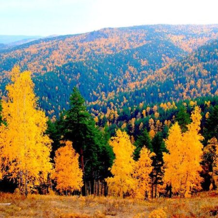 Настоящая золотая осень пришла в Бурятию