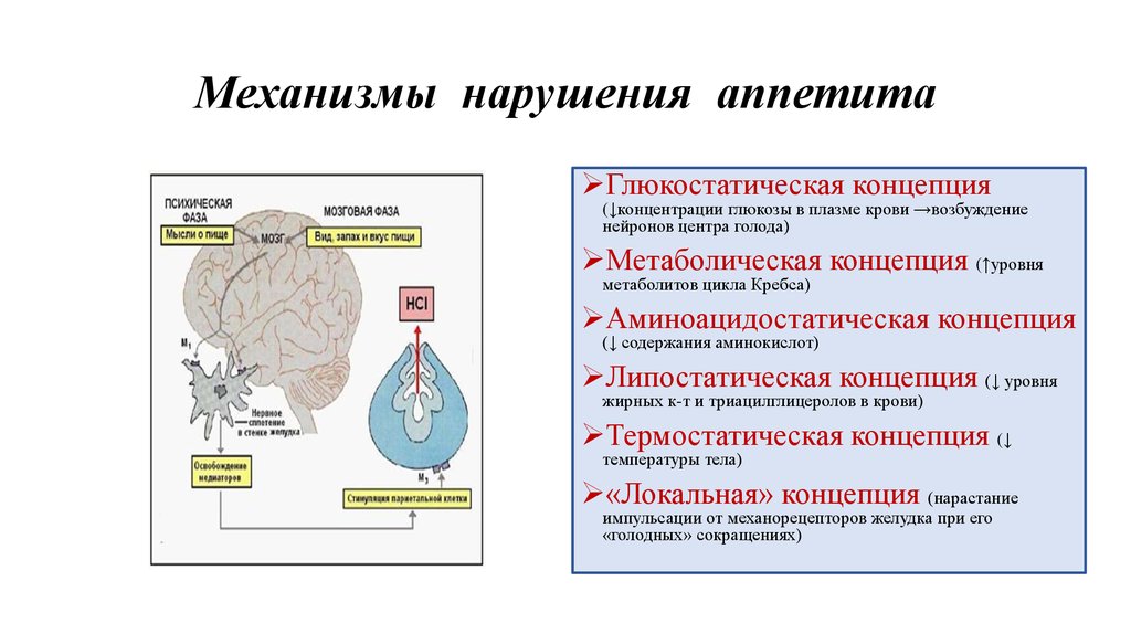 Preview Открыт скрытый механизм контроля аппетита