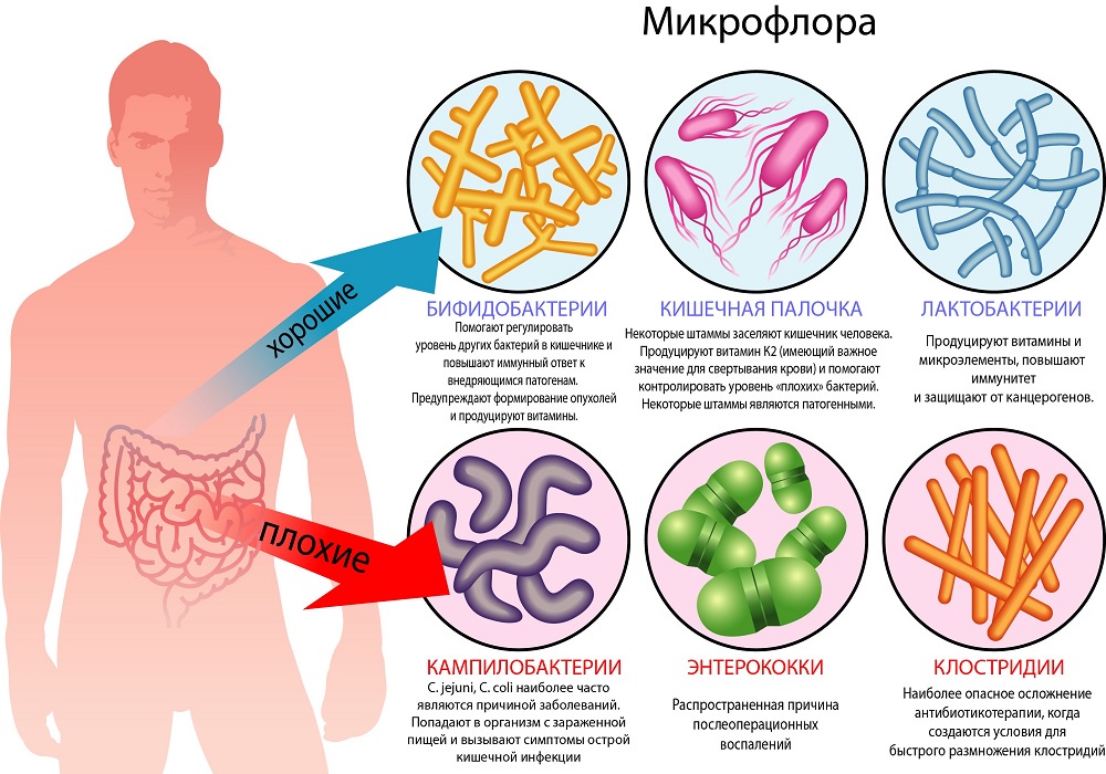 Preview Микропластик: неожиданная угроза для микрофлоры кишечника