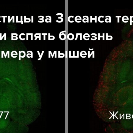Революция в борьбе с Альцгеймером: наночастицы обращают болезнь вспять