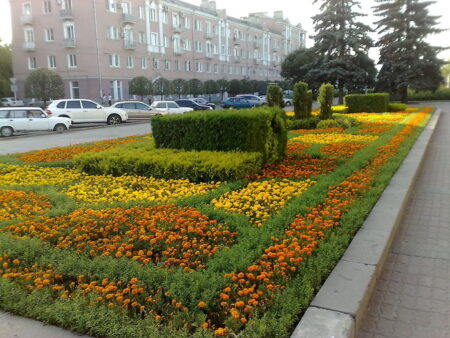 Осеннее великолепие Ставрополя: галерея городских цветников