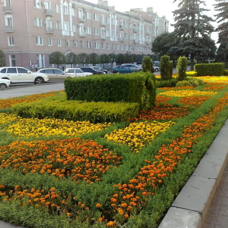 Осеннее великолепие Ставрополя: галерея городских цветников