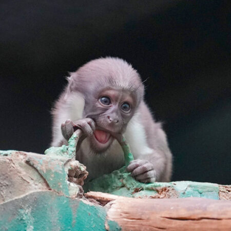 В Московском зоопарке родился детеныш редкой мартышки Дианы
