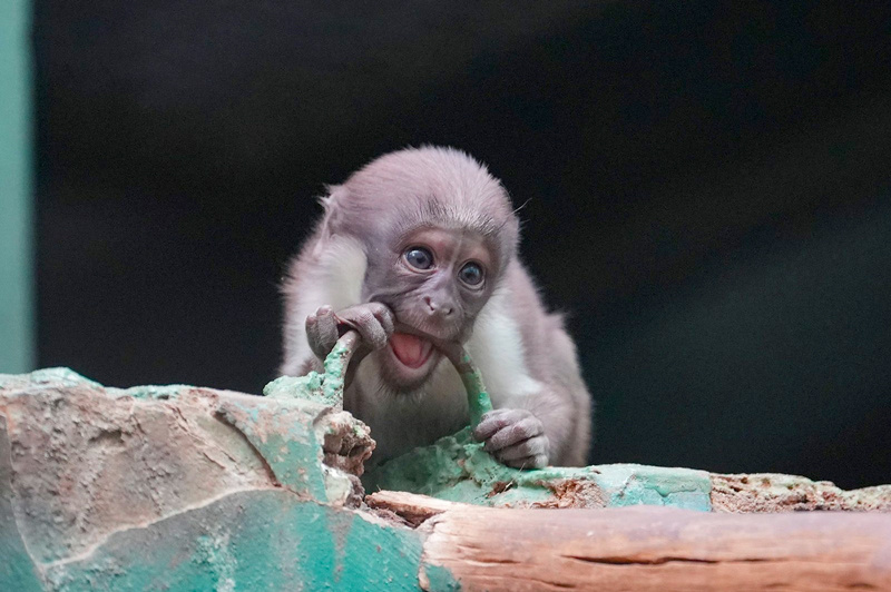 Preview В Московском зоопарке родился детеныш редкой мартышки Дианы