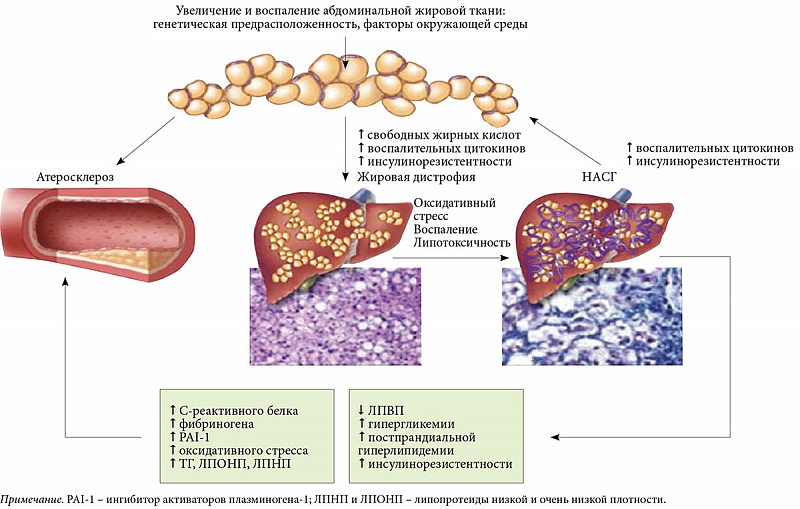 Preview Мутации в клетках крови: новая причина ожирения, диабета и жирового гепатоза